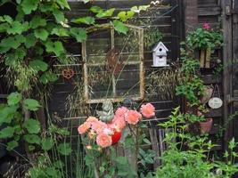 bleeding flowers in a german garden photo