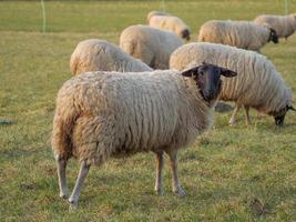 ovejas en un prado alemán foto