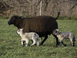 Sheeps on a Meadow in germany photo