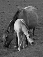 wild horses on a meadow in germany photo