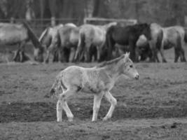 Wild horses in germany photo