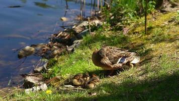 Brown mother duck and ducklings sit at edge of water in the grass on a sunny day video
