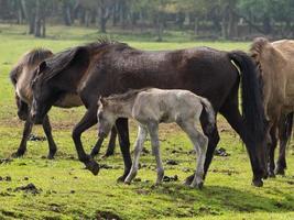 wild horses in germany photo