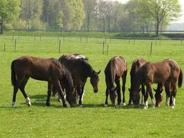 Horses in the german muensterland photo