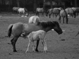 widl horses in germany photo