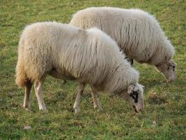 rebaño de ovejas en alemania foto
