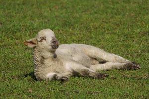 sheeps and lambs photo