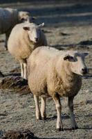 ovejas en el muensterland alemán foto