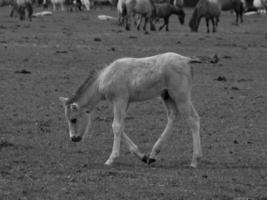 caballos salvajes en westfalia foto