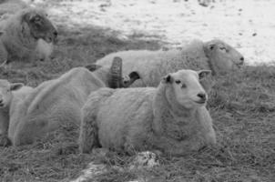 sheeps at winter time photo