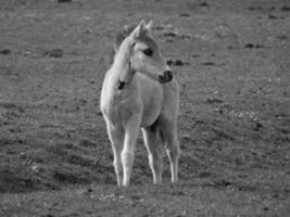 wild horses on a meadow in germany photo