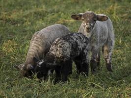 sheeps on a meadow in germany photo