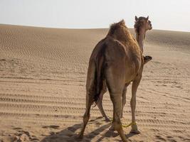 abu dhabi en los emiratos árabes unidos foto