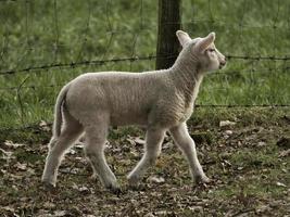 sheeps and lambs in westphalia photo