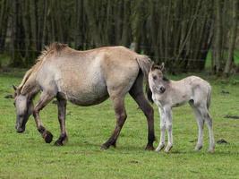 Gran manada de caballos en Alemania foto
