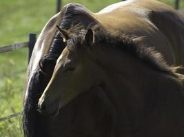 Horses in westphalia photo