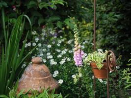 bleeding flowers in a german garden photo