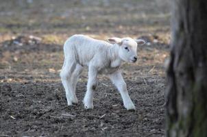 sheeps at winter time photo