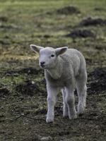 lambs and sheeps in westphalia photo