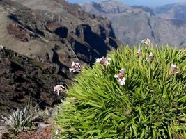 the island of Madeira photo