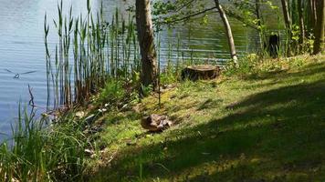 Brown mother duck and ducklings sit at edge of water in the grass on a sunny day video