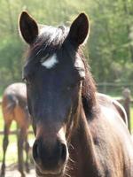 Horses in the german muensterland photo