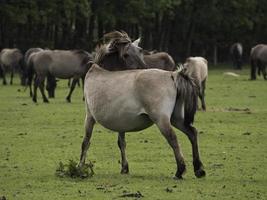 wild horses on a meadow in westphalia photo