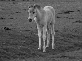 widl horses in germany photo