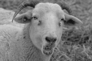 sheeps on a meadow photo