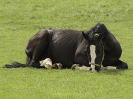 cute foals and horses photo