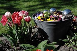 summer flowers in the garden photo