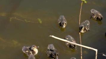 Ducklings swim with their mother duck in a pond near the grass bank video