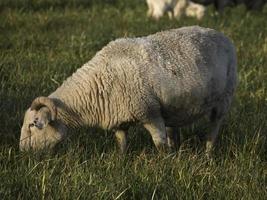 sheeps on a meadow in germany photo