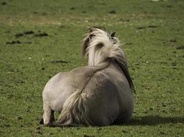 caballos salvajes en westfalia foto