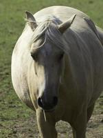 Horses in westphalia photo