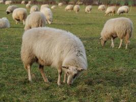 sheep herd in germany photo