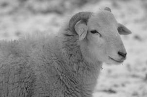 sheeps at winter time photo