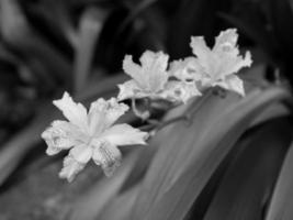 Funchal and the island madeira photo