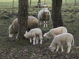 sheep herd in germany photo