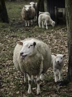 Sheeps on a field in westphalia photo