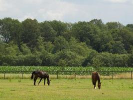 caballos en un prado en el muensterland alemán foto