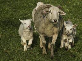 lambs and sheeps in westphalia photo