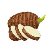 ilustración vectorial de taro o colocasia esculenta, con rodajas, aislado sobre fondo blanco. vector