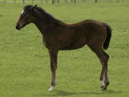 cute foals and horses photo