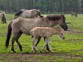 wild horses in germany photo