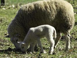 ovejas en un campo en westfalia foto