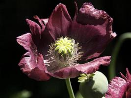 Bleeding flowers in the garden photo