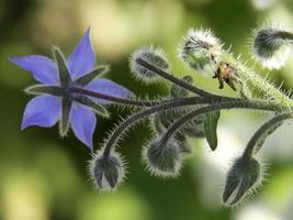 horario de verano en el jardin foto