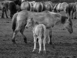 caballos salvajes en westfalia foto