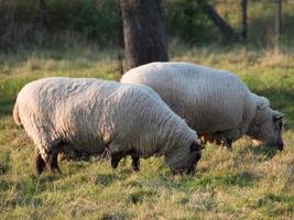 sheeps on a meadow photo